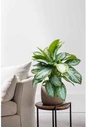 Aglaonema Silver Bay