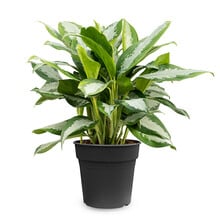Aglaonema