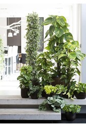 Epipremnum Scindapsus L