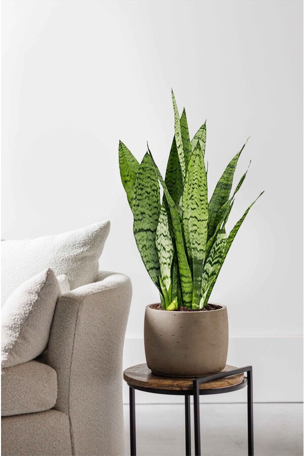 Sansevieria zeylanica