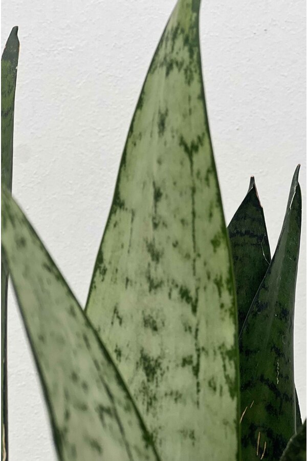 Sansevieria zeylanica