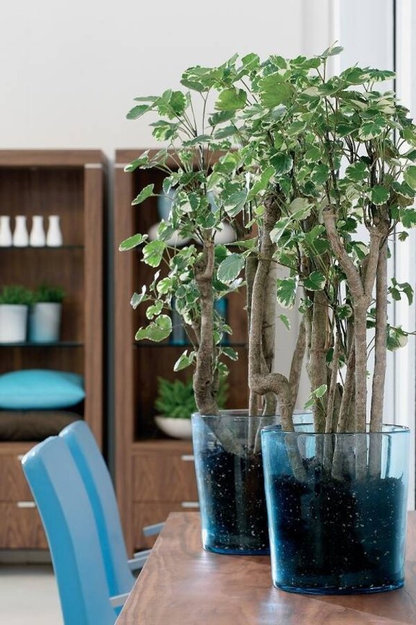 Polyscias Balfouriana XL