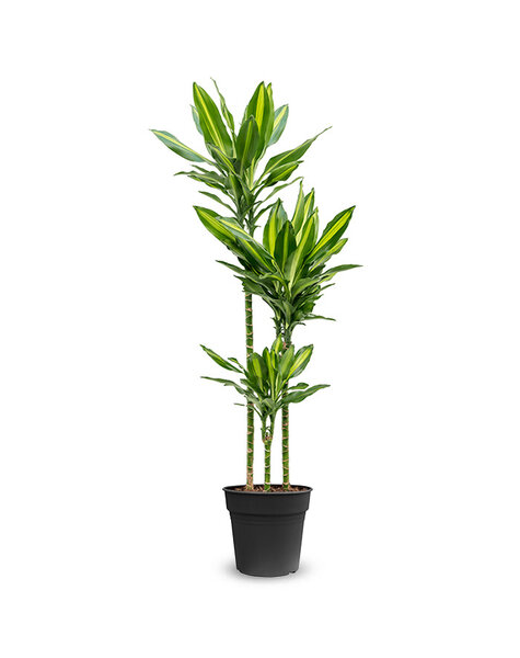 Dracaena