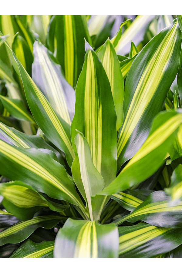 Dracaena Hawaiian Sunshine M