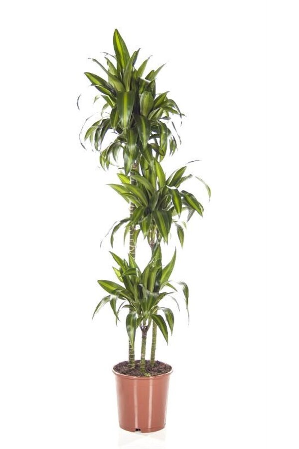 Dracaena Hawaiian Sunshine L