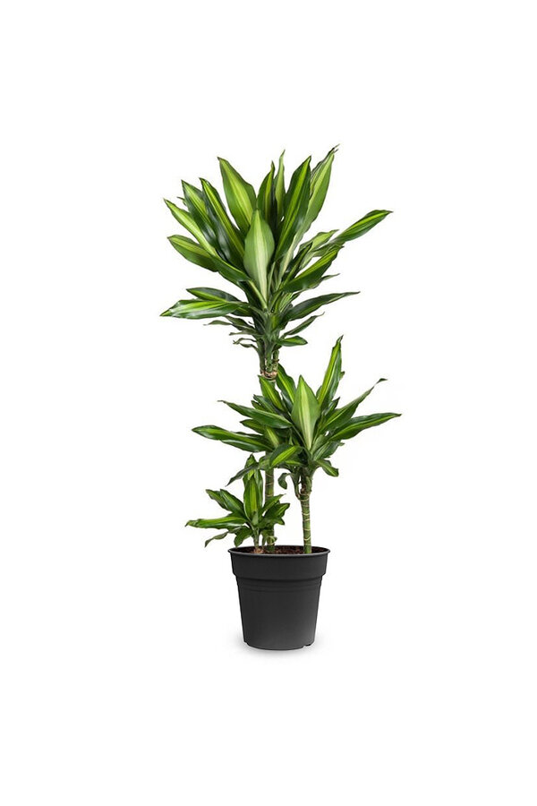 Dracaena Cintho Carrousel