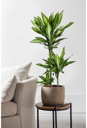 Dracaena Cintho Carrousel