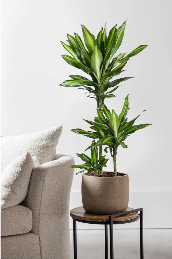 Dracaena Cintho Carrousel