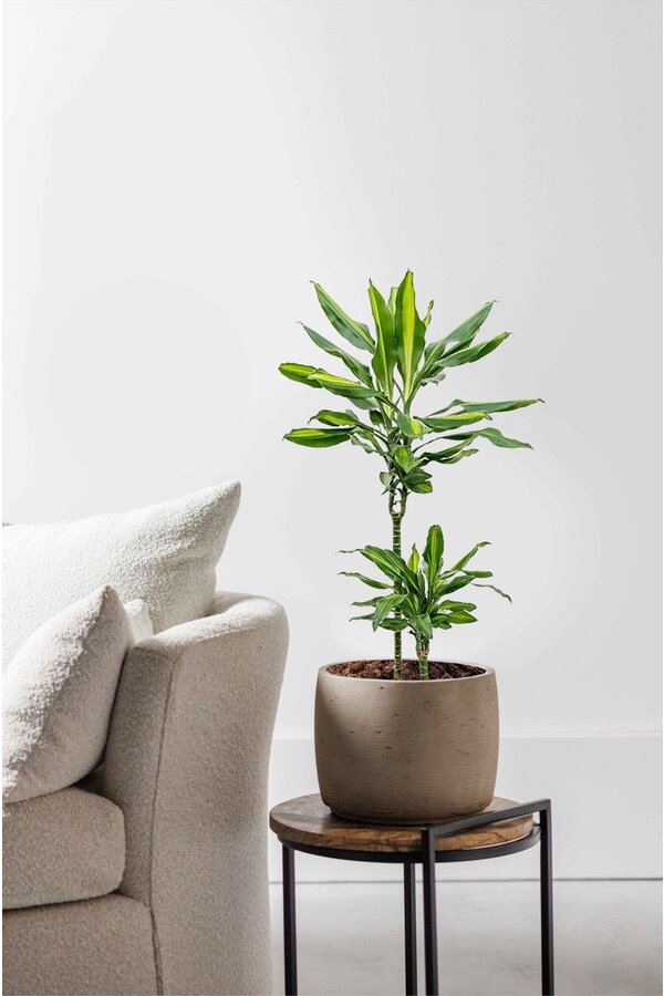 Dracaena Cintho