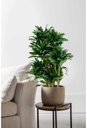 Dracaena Compacta M