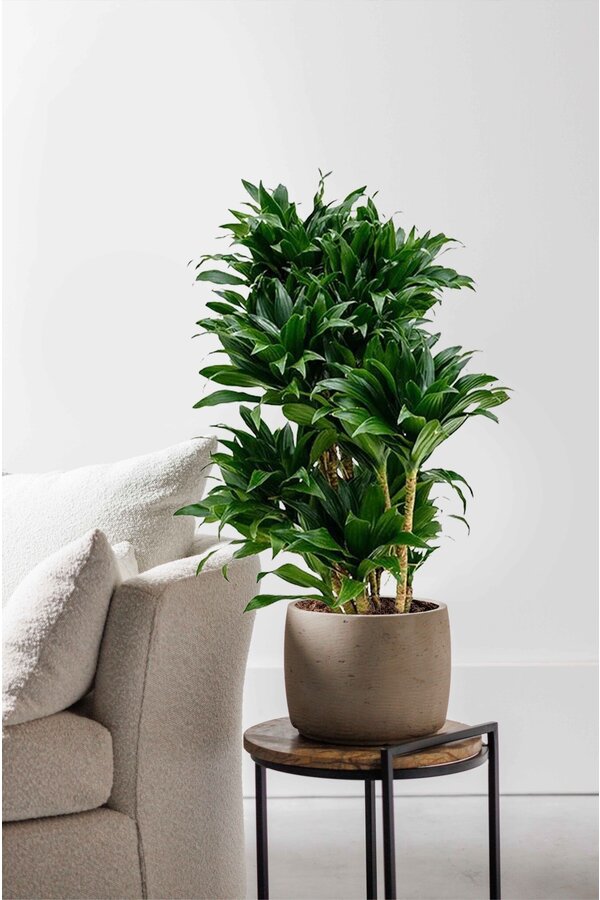 Dracaena Compacta M