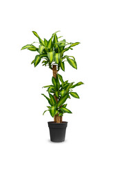 Dracaena Fragans M