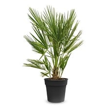 Chamaerops