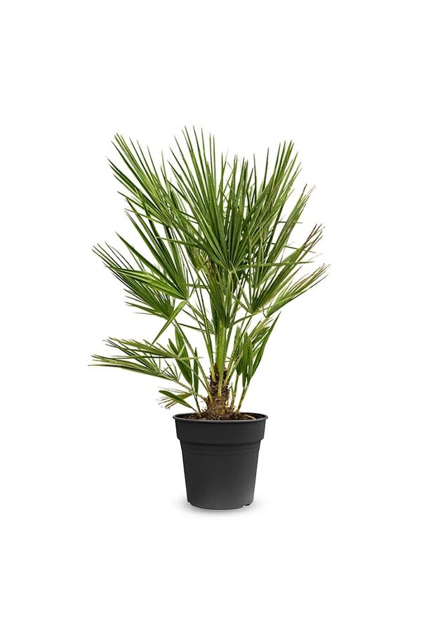 Chamaerops Humilis L