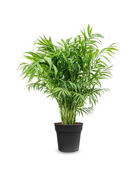 Chamaedorea