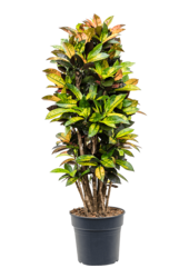 Croton Wonder Bush Iceton XXL