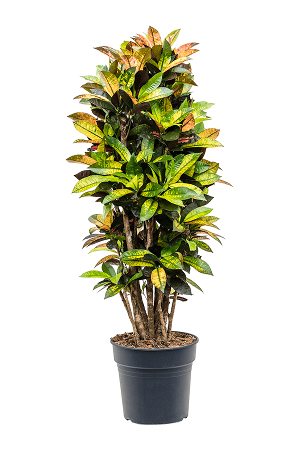 Croton Wonder Bush Iceton XXL