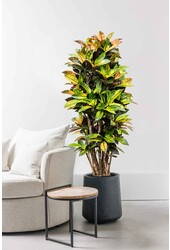 Croton Wonder Bush Iceton XXL