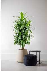 Dracaena Janet Craig XXL