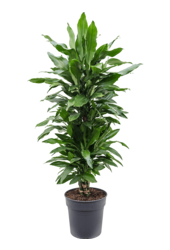 Dracaena Janet Lind XL