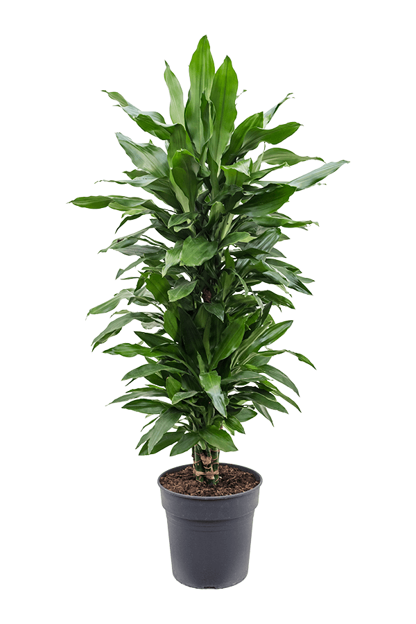 Dracaena Janet Lind XL