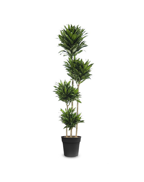 Dracaena