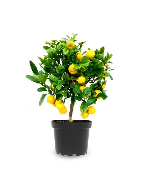 Agrumes Calamondin