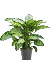 Dieffenbachia Crown L