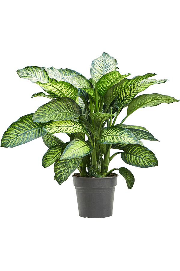 Dieffenbachia Crown L