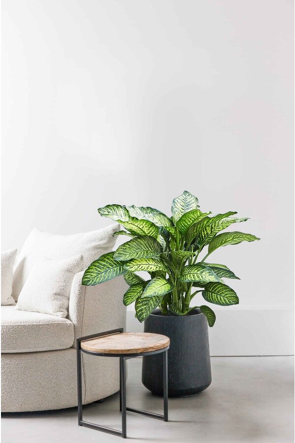 Dieffenbachia Crown L