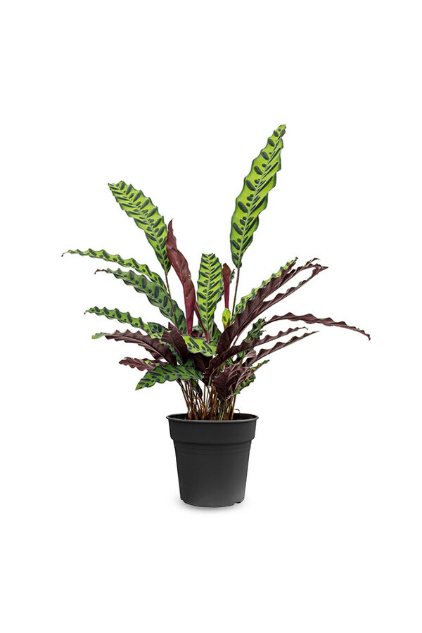 Calathea Insignis