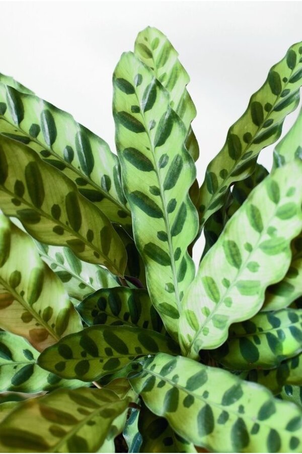 Calathea Insignis