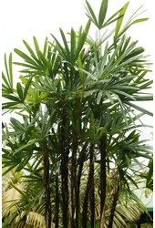 Rhapis Excelsa L