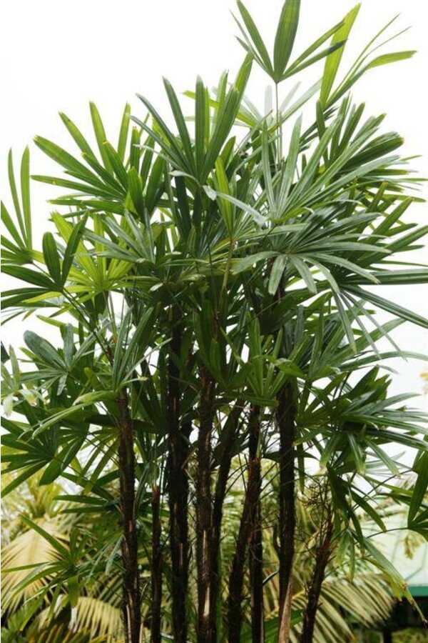 Rhapis Excelsa L