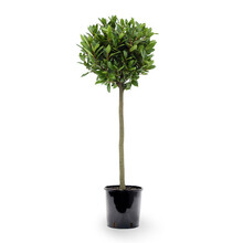 Laurus nobilis