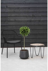 Laurus nobilis Tribu L