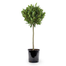 Laurus nobilis