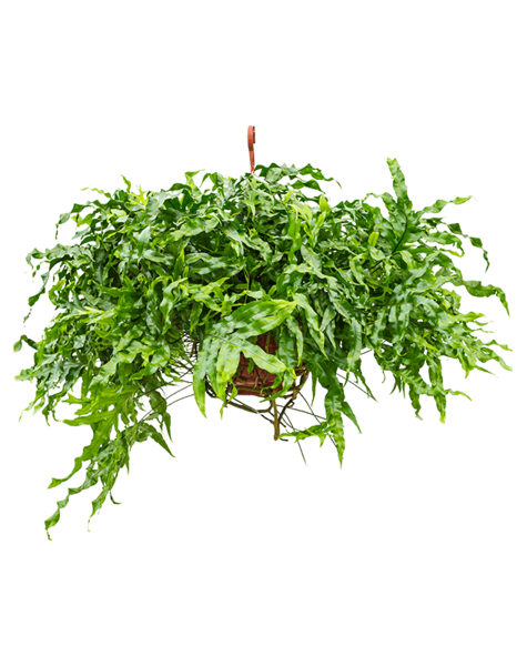 Microsorum Diversifolium