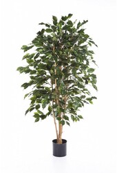 Milieu pour plantes artificielles Ficus