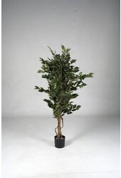 Milieu pour plantes artificielles Ficus