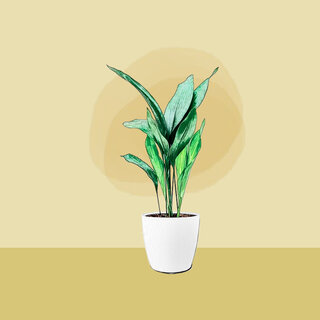 Aspidistra