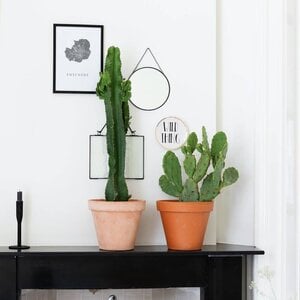 Petites plantes d'intérieur