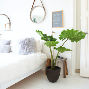 Plante de chambre