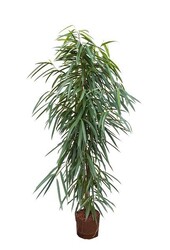 Plante aquatique Ficus alii