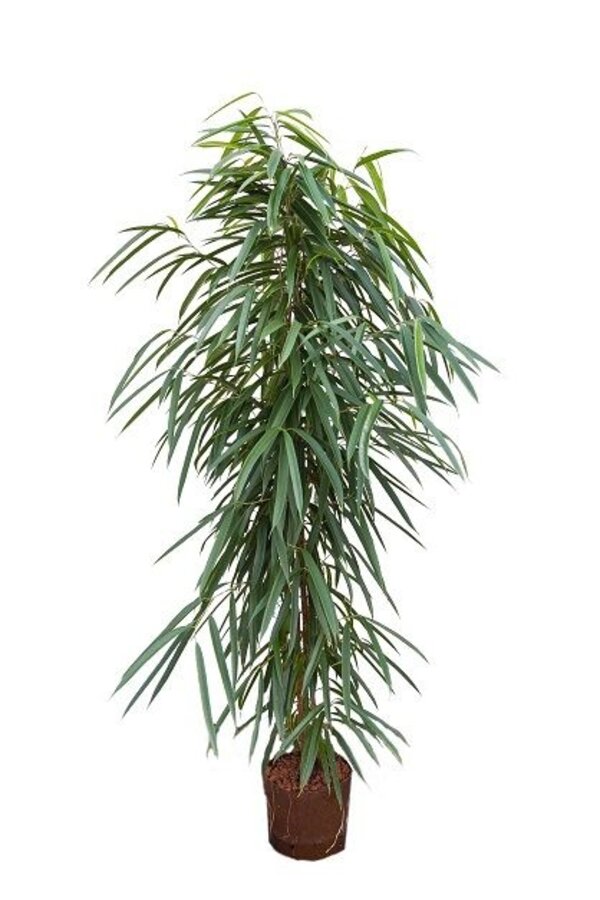 Plante aquatique Ficus alii