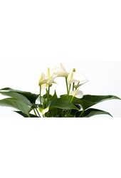 Table Anthurium blanc