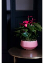 Tableau Anthurium rose