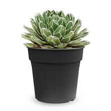 Agave