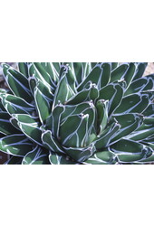 Agave victoria reginae