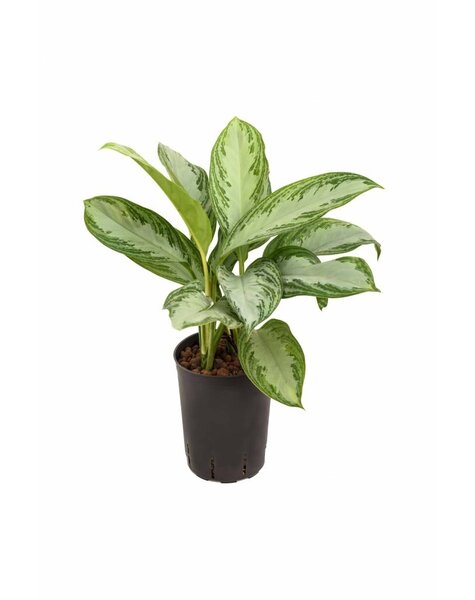 Plante hydroélectrique Aglaonema